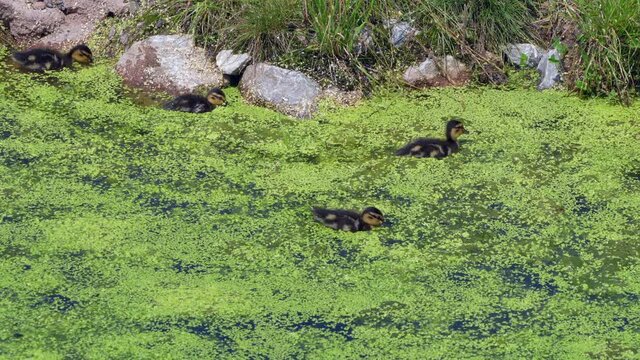 Group of sweet young ducks swimming in greened swamp foraging food in water,4K - Medium shot 