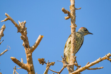 Green backed woodpecker perched in a tree