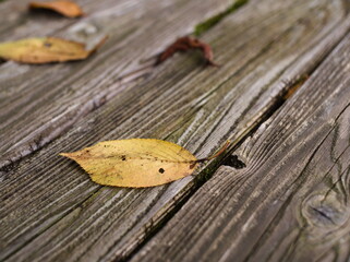 木製ベンチの落ち葉