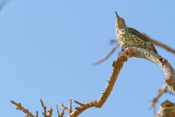 Green backed woodpecker perched in a tree