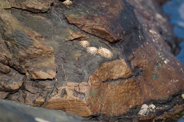 Rock pools by the ocean