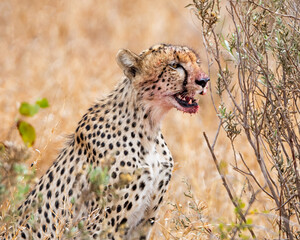 Cheetah