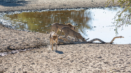 Cheetah