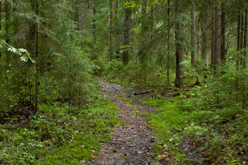 A small path in the wild forest
