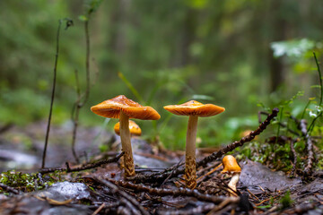 Mushroom in a forest clearing in autumn