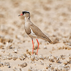 Crowned Lapwing