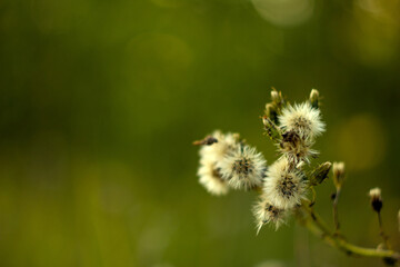 bee on a flower