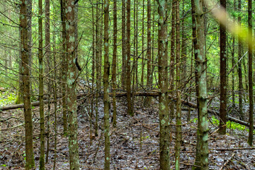 Wild forest thicket with Christmas trees, in summer