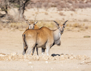 Eland Antelope