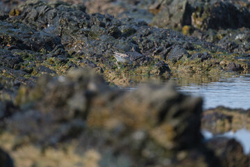 White fronted plover on the shores of South Africa