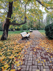 park benches fall under the leaffall