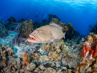 Naklejka na ściany i meble Tiger grouper in a coral reef (Grand Cayman, Cayman Islands)