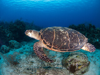 Hawksbill turtle swimming in a coral reef (Grand Cayman, Cayman Islands)