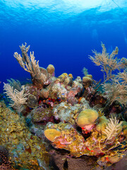 Fototapeta na wymiar Coral reef (Grand Cayman, Cayman Islands)