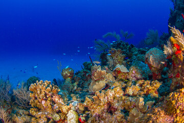 Fototapeta na wymiar Coral reef and sand bottom (Grand Cayman, Cayman Islands)