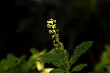 Macro view Basil flower with dark background