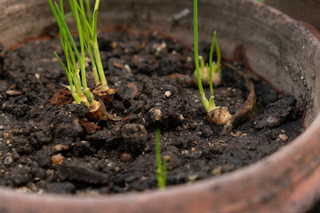 baby onion planting with organic soil in terracotta pot