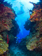 Naklejka na ściany i meble Scuba diving in an undersea canyon (Grand Cayman, Cayman Islands)
