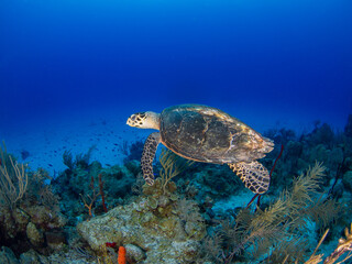 Hawksbill turtle swimming in a coral reef (Grand Cayman, Cayman Islands)