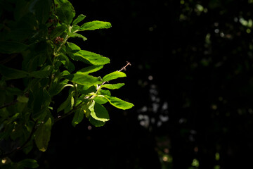 macro basil leaves and dried flower with dark background