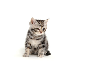 Fototapeta na wymiar A gray purebred fluffy kitten sits on a white isolated background