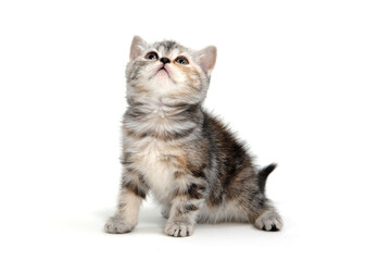 A gray purebred fluffy kitten sits on a white isolated background