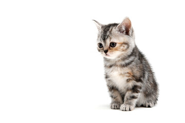 A gray purebred fluffy kitten sits on a white isolated background