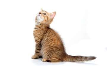 ginger striped purebred cat sitting on white isolated background