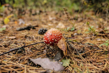 amanita muscaria fly agaric