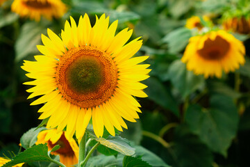 Fototapeta premium Sunflower on summer background.Selective focus.Sunflowers field background.close up of sunflower texture