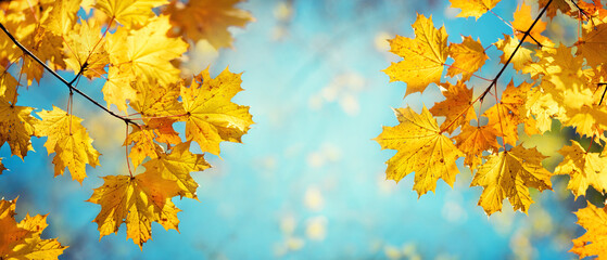 Autumn yellow maple leaves on a blurred forest background, very shallow focus. Colorful foliage in...