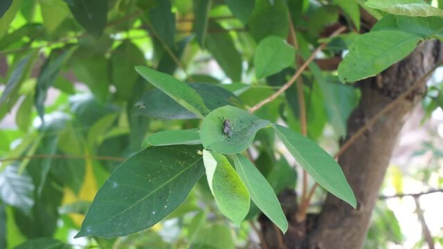 Green Bay leaf leaves hanging on the tree. Bay leaf is one of herbs and use for cooking. Indonesian call it daun salam