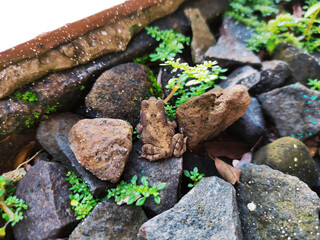 Frogs camouflaged with natural rocks