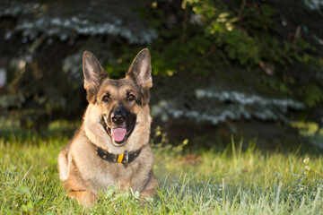 German Shepherd