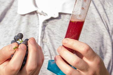 the winemaker holds in his hand and examines a bunch of grapes and a test tube with freshly squeezed grape juice for analysis