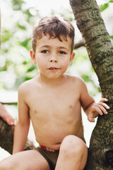 Little boy on the tree - 452648209