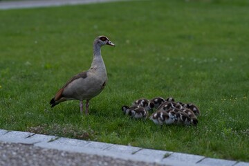 Female goose with her younglings in a park