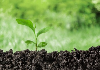 Soil.