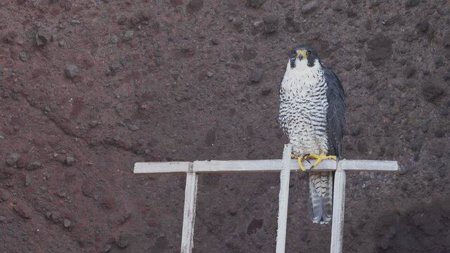 頭かきするハヤブサ成鳥(Peregrine Falcon)