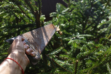 trimming a fir tree