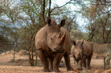 Wild african animals. Two  white Rhinos grazing in Etosha National park, Namibia.