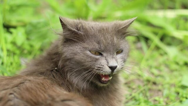 Side view of disgruntled gray cat with yellow eyes in nature and looks around in the spring garden