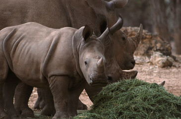 Wild african animals. Two  white Rhinos grazing in Etosha National park, Namibia. © Yuliia Lakeienko