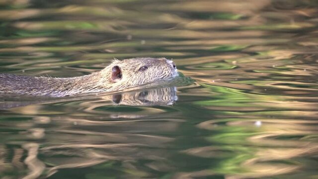 Coypu in daylight swimming in marsh; close-up tracking, water reflection