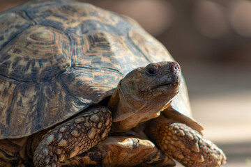 Wild african life. Close up of a cute turtle on a sunny day.