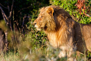 Male lion standing and looking at the bushes