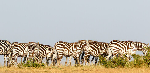 Fototapeta na wymiar Panorama with Zebras walking on the savanna