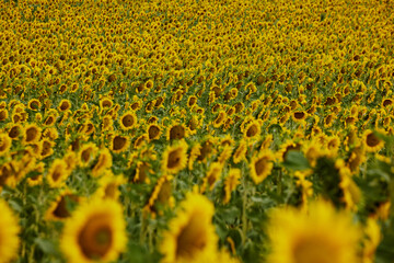 Obraz premium Colorful sunflower field for floral background. stuning