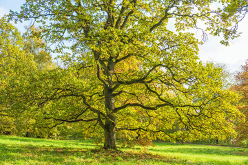 Oak tree in autumn colours on a meadow