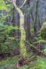 Leaning tree trunk in an old growth forest